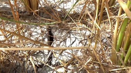 九州北部の福岡はダム貯水率0%で田んぼカラカラの水不足　コメ価格に影響は　備蓄米買い戻しで古米より新米が安い“逆転現象”も