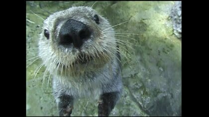 今ではなかなか見られない？「老人ホームにパチンコ」「ラッコの大ブーム」　80年代に起きたニュースを振り返る【長崎発】