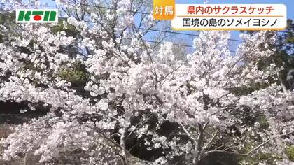 国境の島でもサクラが見頃　家族連れやアウトドア派に人気　アスレチックも　対馬市の自然公園・あそうベイパーク