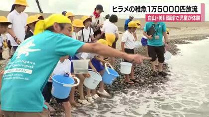 「大きくなって帰ってきてね！」白山市の小学生1万5千匹のヒラメを海へ放流！