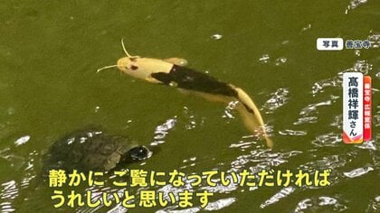 白変　パンダナマズ 一世風靡したあの池に今度は”パンダナマズ”…人面魚に代わり“令和の顔
