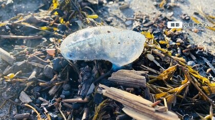 GW人気スポットに“危険生物”大量発生！「ハチ」「カツオノエボシ」など