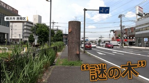 「木じゃない!?」横浜の歩道の真ん中に謎の“巨木”　正体は下水道施設でコンクリート製