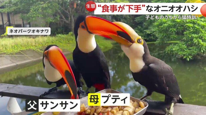 母からエサをもらうオニオオハシの子ども