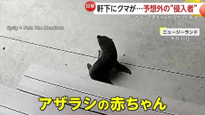 ベンチの下から姿を見せたアザラシ