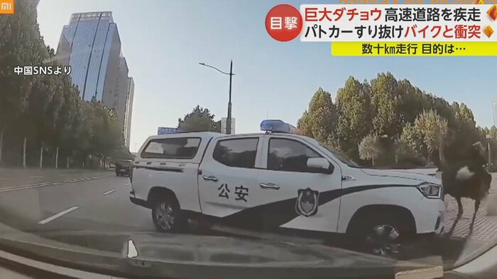 捕まえようとするパトカーの脇をすり抜けるダチョウ