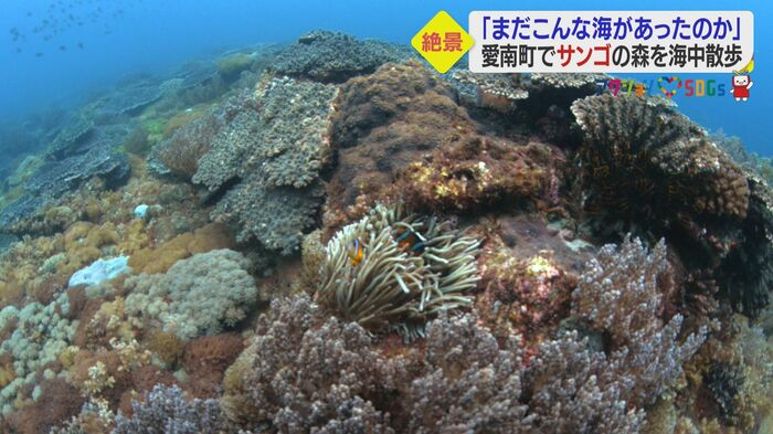 豊かな海の理由は黒潮