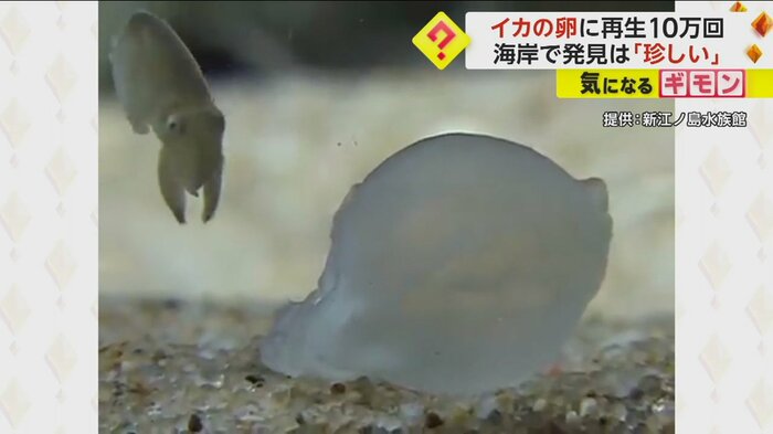 勢いよく卵から飛び出すイカ
