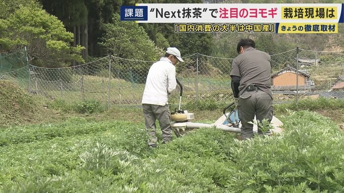 ヨモギの収穫作業