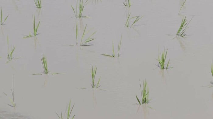 田植えを終えた「ひなたまる」の苗
