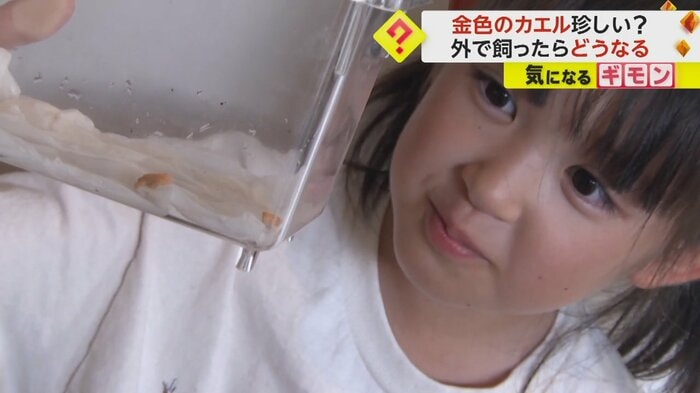 水槽に入った金色のカエルを見つめる岩崎倖結ちゃん