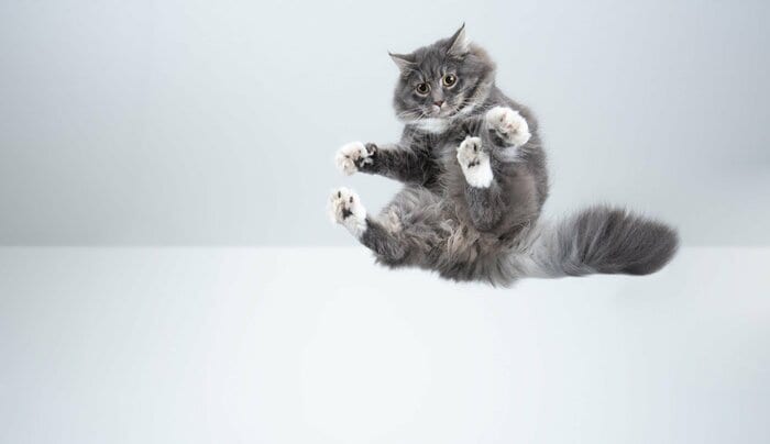 猫を落として実験しないでね！（画像はイメージ）