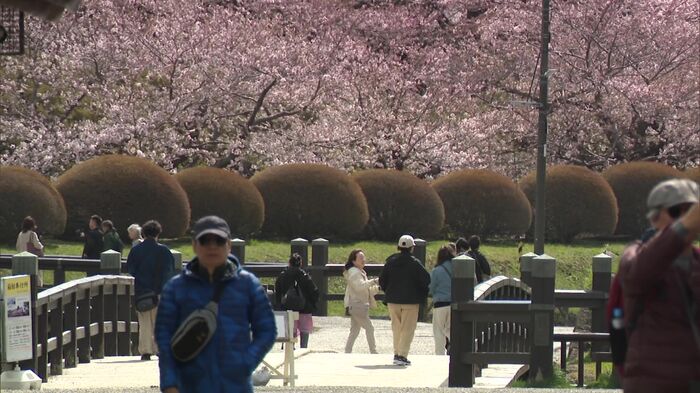 桜が見ごろを迎えている函館に緊急地震速報が鳴り響いた
