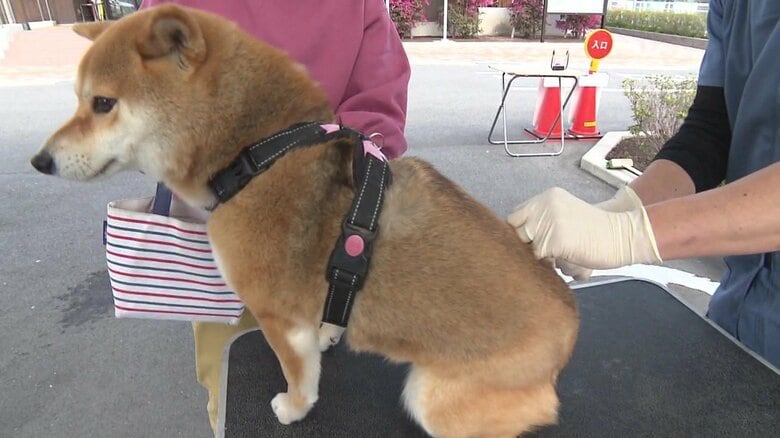 予防接種で犬が大集合 鳴いたり踏ん張ったり注射が苦手なワンちゃん 一方で平気なイヌも…年1回は狂犬病の予防を｜FNNプライムオンライン