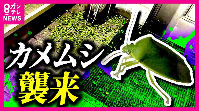 ゴキブリよりも嫌われ者の『カメムシ』ことしも大発生　専門家も初めて見るレベル　照明をLEDにするなど対策を｜FNNプライムオンライン