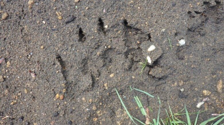 【ヒグマ速報】親子グマか？幅約12センチと約6センチの足跡発見_キャンプ場の駐車場から100メートルほどの森〈北海道長万部町〉｜FNNプライムオンライン