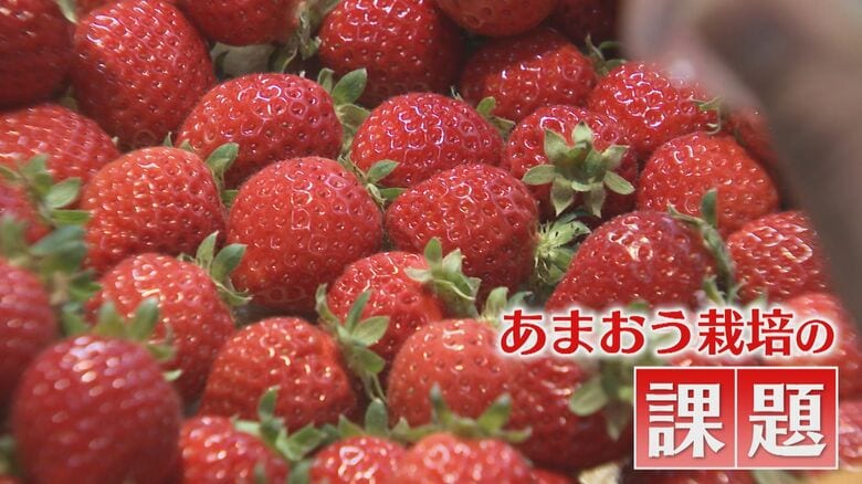 繊細ゆえ傷みやすい『あまおう』 廃棄品のブランドイチゴを再利用 フレグランス商品として蘇る 「環境のため 農家のため」【福岡発】｜FNNプライムオンライン