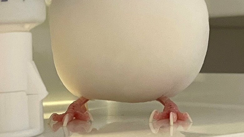 「幸せいっぱい詰まってそう」魅惑の“ぽいんbody”の文鳥にキュン…さわり心地は至福？飼い主に聞いた｜FNNプライムオンライン