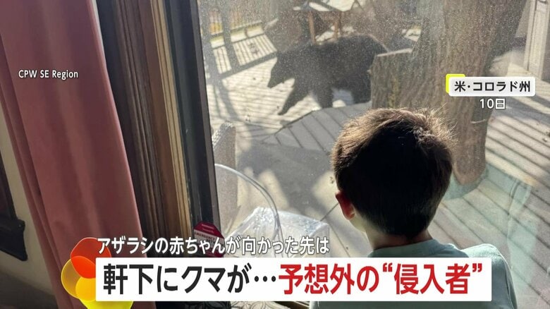 【予想外の侵入者】アメリカの軒下にクマが…麻酔で眠らせ捕獲　ニュージーランドではアザラシの赤ちゃんがバーに…サーモンで誘導し無事保護｜FNNプライムオンライン