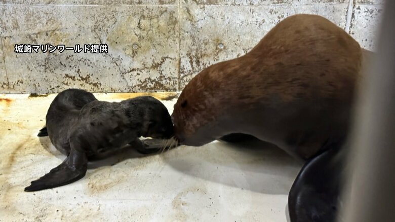【トドの赤ちゃん】「おまわり！」で一回転 “言葉がわかる”トドのハマちゃんが出産 ミルク飲んですくすく育つ　城崎マリンワールド｜FNNプライムオンライン