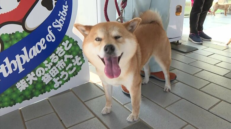 「きゅんきゅんする」“石州柴犬”が空港でお出迎え　愛くるしいおもてなしで地元PRも【島根発】