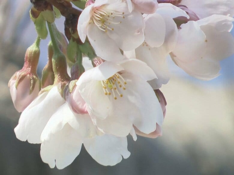 来週末にかけて見頃に…名古屋で桜が開花 2023年などと並び観測史上最も早く 2月の暖かさが影響か｜FNNプライムオンライン