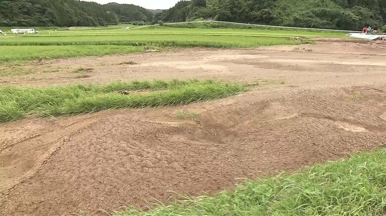 稲の収穫・出荷への影響避けられず　生産意欲高めていた若手農家、出鼻くじかれ肩落とす【秋田・7月下旬の大雨】｜FNNプライムオンライン