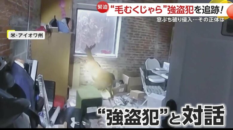 「パニクっているのはわかるけど、一度落ち着くんだ」荒ぶる鹿が窓ぶち破り侵入！興奮状態も警察官が説得し捕獲　アメリカ・アイオワ州｜FNNプライムオンライン