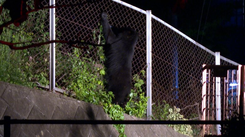 クマが住宅から10ｍの場所に7時間とどまる…高速道路沿いの木に登り商業施設近く　ハチミツなめた後川の方向で走り去る　岩手・北上市｜FNNプライムオンライン