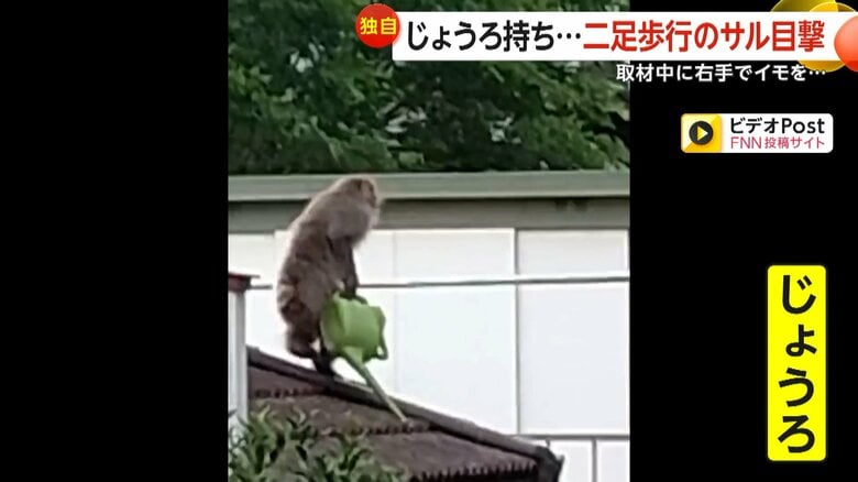 「人間みたい」左手のないサルが二足歩行に進化？右手にロープやじょうろ持ち遊ぶ姿も…専門家「人類の進化を推察する上で面白い」｜FNNプライムオンライン