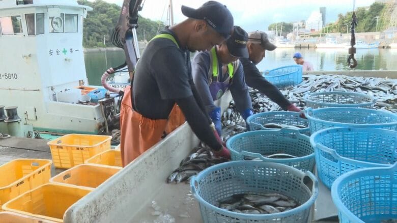 逃がすと他の魚も一緒に…“とれすぎる”クロマグロに悩む定置網の漁師 漁獲枠拡大に期待「収入にも影響」|FNNプライムオンライン