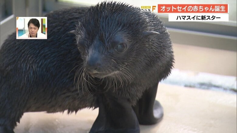 オットセイの赤ちゃんに「かわいい～！」　桂浜水族館初の人工哺育「お母さんに負けない愛情」ですくすく成長【高知発】｜FNNプライムオンライン