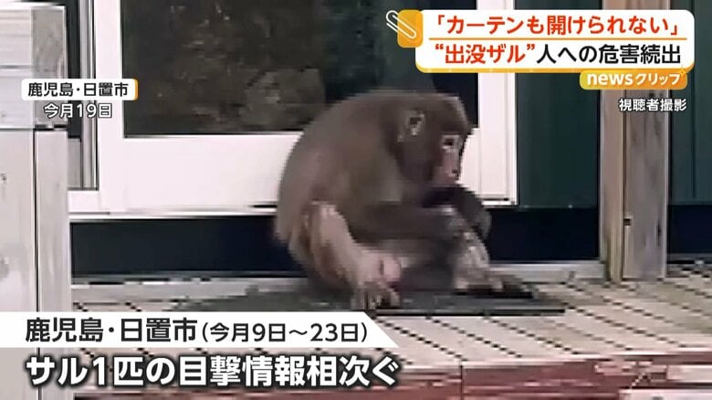 サルに飛びかかられた住民ケガ 市内で目撃情報相次ぐ ネコが襲われる被害も 鹿児島・日置市|FNNプライムオンライン