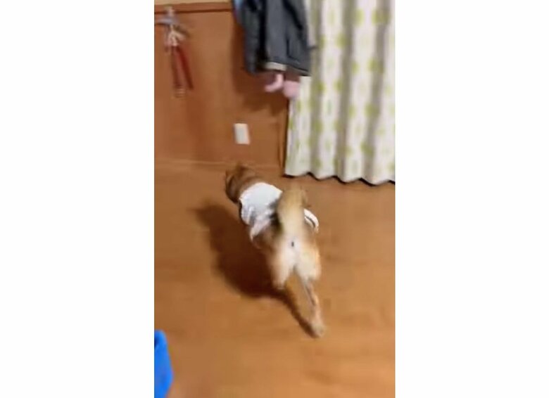 ドアが開いた瞬間、寝室へ猛ダッシュ(提供:shiba_mugi_さん)