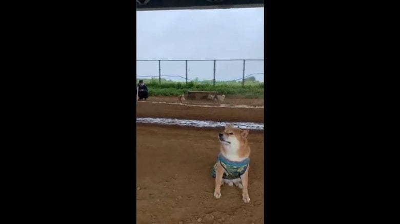 他の犬は遊んでいるがそっぽを向いている銀次くん