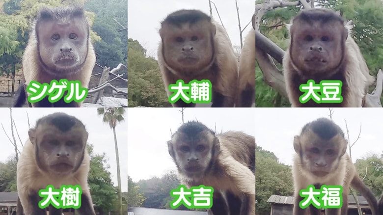 クレーンゲームに参加した6匹（出典：株式会社ワイドレジャー）