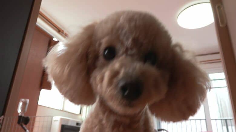 カメラへと寄ってきたきなこ