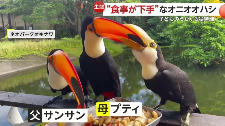 母からエサをもらうオニオオハシの子ども