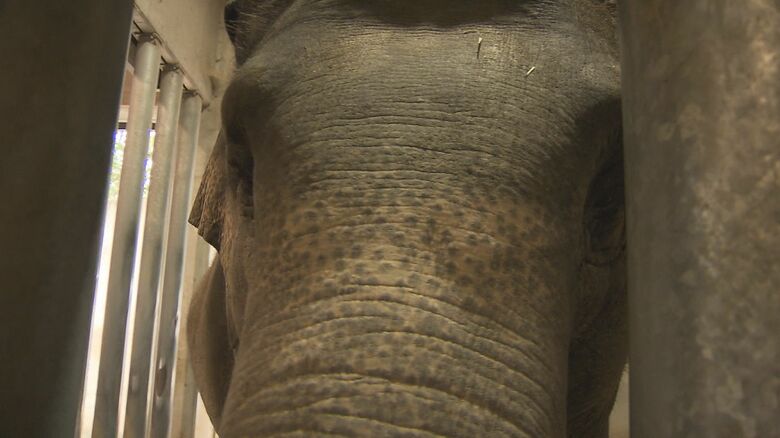 岩野さんの声に応じて近づいてきた象のマリー