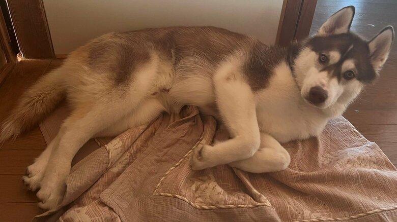 普段の琥珀くん