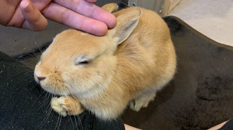 提供：げんまいとうるちさん