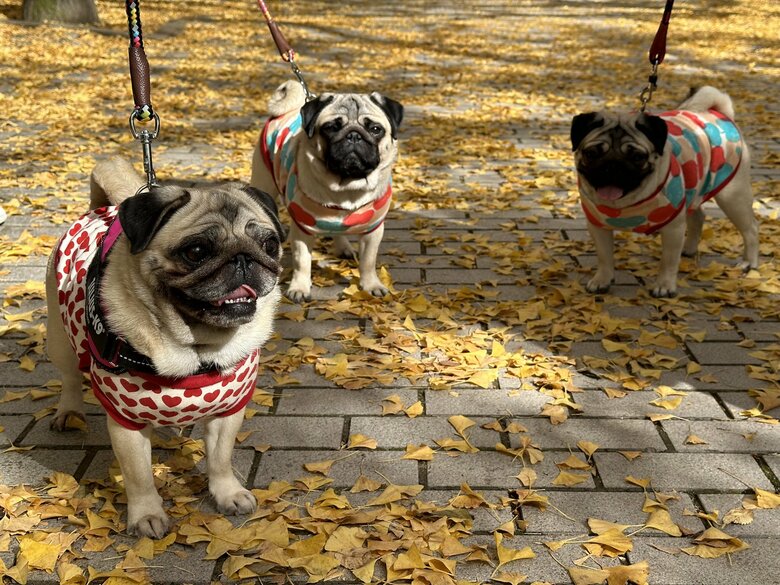 犬がいると知らぬ間に飼い主も四季を楽しむことができます