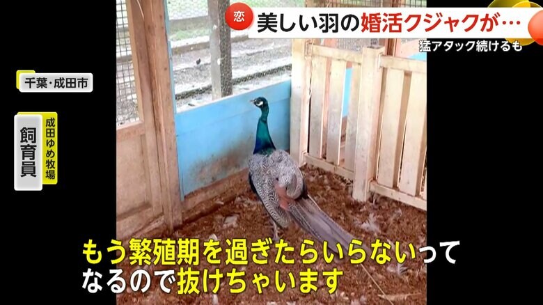 繁殖期が過ぎて「飾り羽」が抜け落ちたジャックくん