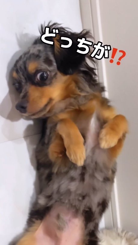 提供：チワックスの諭吉くん。さん