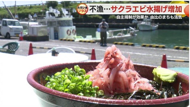 サクラエビ丼