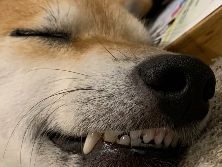 歯が出たりよれたりブサカワ（提供：柴犬 しんさん）
