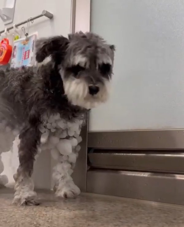 たくさん付いた雪玉はシャワーできれいに（提供：くぅさん）