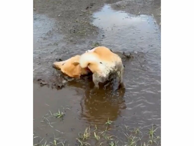 提供：柴犬まるやん日記さん