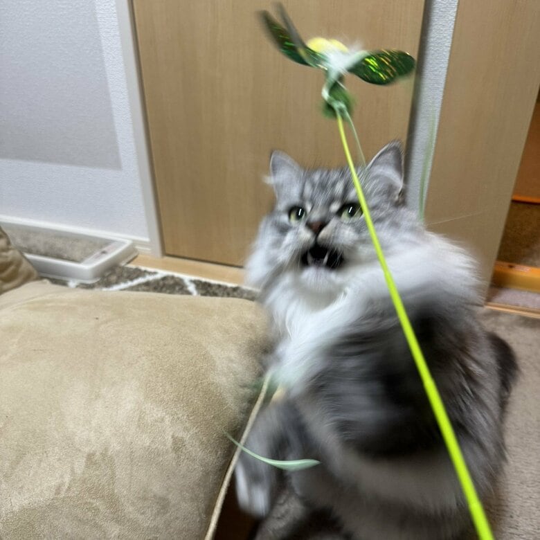 おもちゃでの遊びを満喫する様子