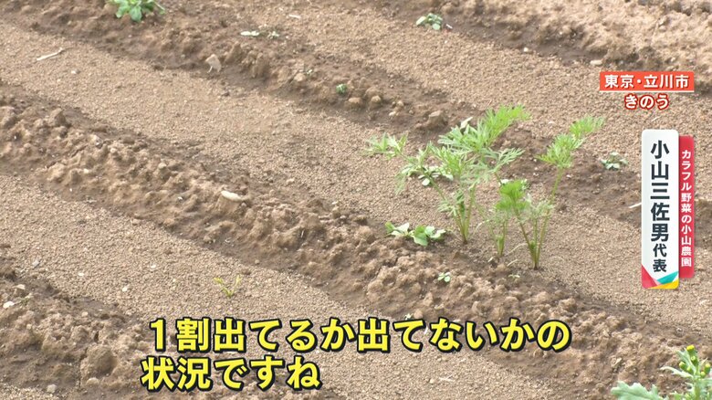 芽の出ていない畑